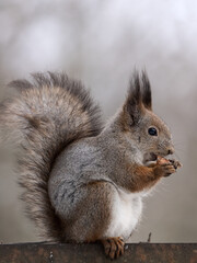 Naklejka na ściany i meble eating silver winter squirrel photo