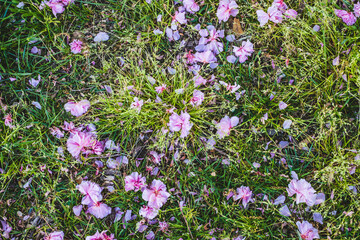 flowers in the field