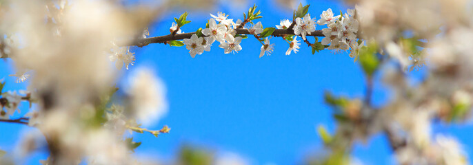 Spring background, banner - flowers of apple tree on the background of a blooming garden, closeup with space for text