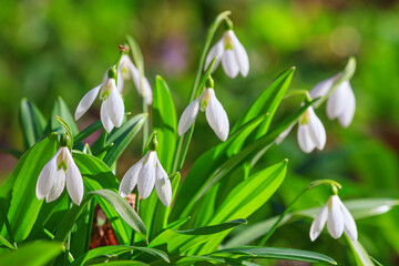 Fototapeta premium Beautifull snowdrops - blooming white flowers in early spring in the forest, closeup with space for text