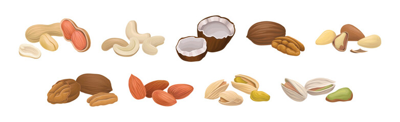 Nuts as Dry Edible Seeds with High Fat Content Vector Set