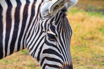 Fototapeta na wymiar Close-up view of a zebra grazing in high grass under the hot summer sun. Wildlife scene from nature
