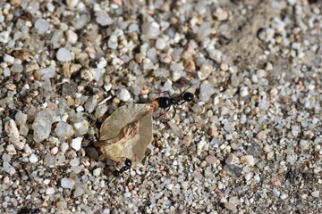 Ant carrying a seed to the anthill