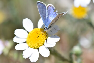 Common blue butterfly (Polyommatus icarus) sipping the nectar of a daysi