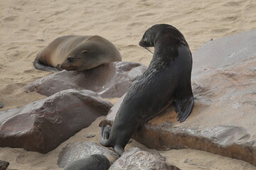 sea lion in the nature reserve of cape cross in namibia