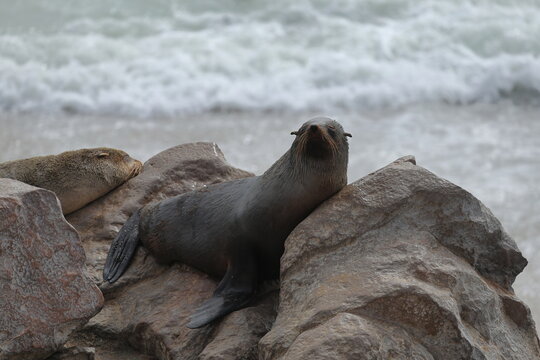 sea lion at cape cross in Namibia