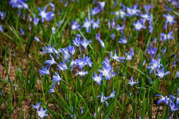 Scilla luciliae, a type of squill, cute purple flowers growing in early springtime