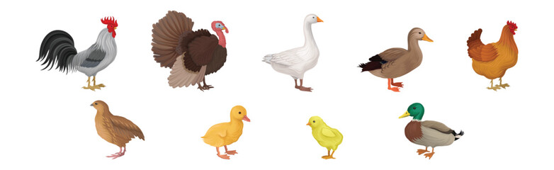 Feathered Hen, Goose and Turkey as Farm Bird Vector Illustration Set