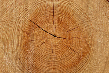 Fototapeta premium Baumringe mit Rissen