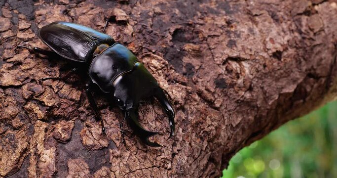 オオクワガタが木の上で動く4K動画