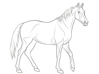 Pferd Zeichnung in Schwarz Weiß zum ausmalen 