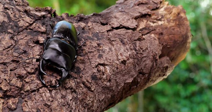 オオクワガタが木の上で動く4K動画