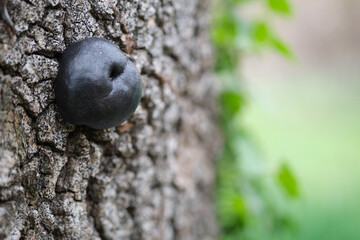 mushroom Daldinia concentrica
