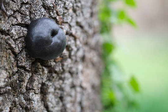 mushroom Daldinia concentrica