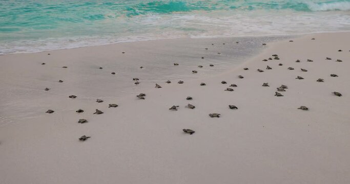 Close-up.Critically endangered large group of cute baby Hawksbill turtle hatchlings making their way to the ocean 