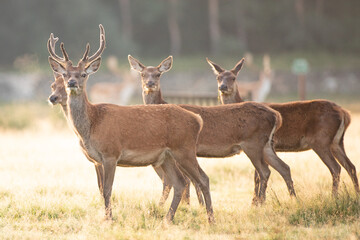 deer in the woods