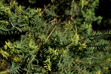 green leaves background. the texture of Christmas leaves in darken green with sun shade and light.