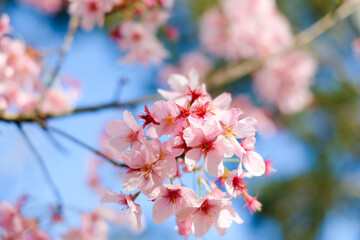 pink Japanese cherry blossom or sakura flower in the park. spring wallpaper and background.