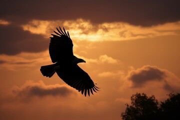 Plakat 2. Photograph the silhouette of a soaring eagle against a sunset sky