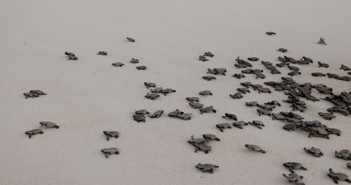 Close-up.Critically endangered large group of cute baby Hawksbill turtle hatchlings making their way to the ocean 