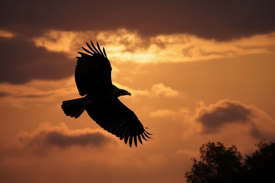 2. Photograph the silhouette of a soaring eagle against a sunset sky