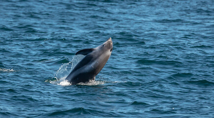 Fototapeta premium Dolphin jumping out of water