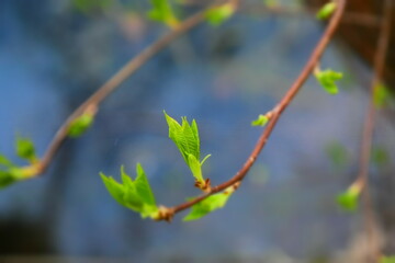Leaves on a branch