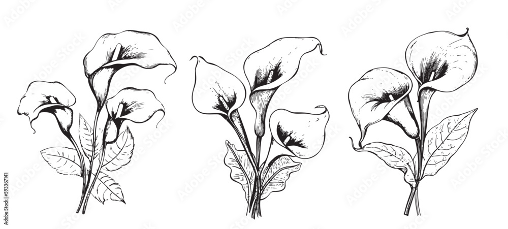 Sticker Lilies calla Set sketch hand drawn in doodle style illustration