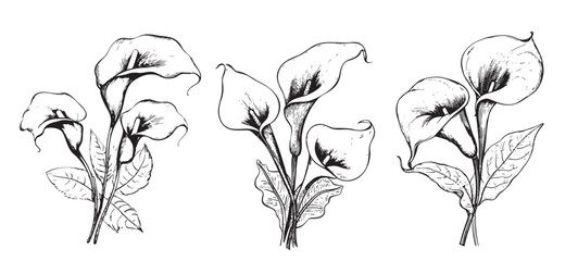 Lilies calla Set sketch hand drawn in doodle style illustration