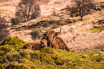 Highland cow resting with her baby calf - obrazy, fototapety, plakaty