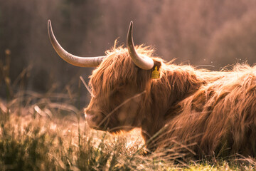 The Highland Cow - More Than Just a Hairy Face