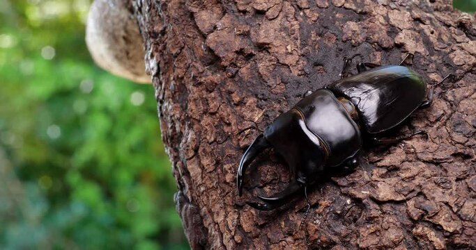 オオクワガタが木の上で動く4K動画