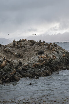Ushuaia 
