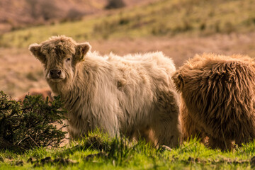 Highland cow baby