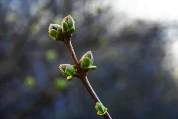 Buds of a tree