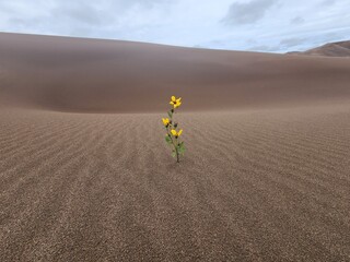 Flower in the desert