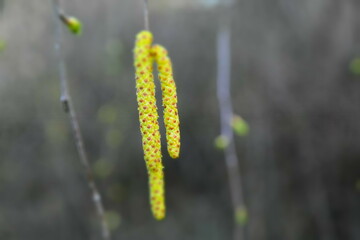 Birch tree catkins in the forest