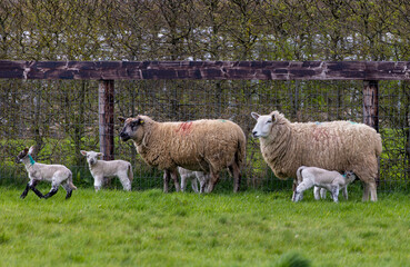 Naklejka na ściany i meble Cute baby Spring lambs with female sheep or ewes in field. Playful young farm animals, some suckling mother. County Kildare, Ireland