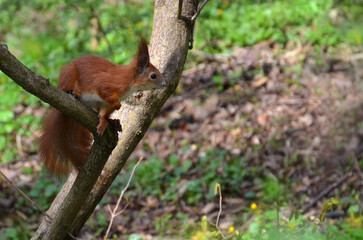 A red head cute wild squirrel with white tummy sits on a tree branch in the spring park . Closeup photo outdoors. Free copy space.