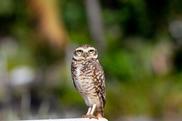 Burrowing Owl, Athene cunicularia or Speotyto cunicularia in portrait