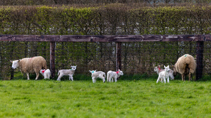 Obraz premium Baby lambs with female mother sheep in field on farm. Cute young Spring animals, some suckling ewes. County Kildare, Ireland