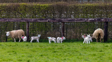 Baby lambs with female mother sheep in field on farm. Cute young Spring animals, some suckling...