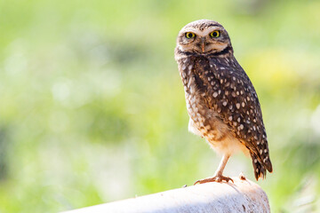 Burrowing Owl, Athene cunicularia or Speotyto cunicularia in portrait