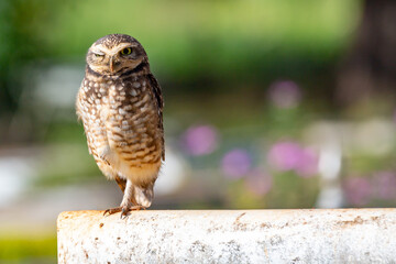 Burrowing Owl, Athene cunicularia or Speotyto cunicularia in portrait
