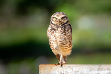 Burrowing Owl, Athene cunicularia or Speotyto cunicularia in portrait