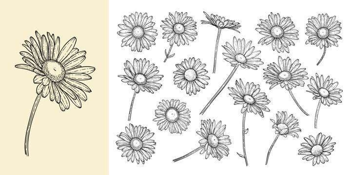 set of beautiful monochrome, black and white daisy flower isolated. for greeting card and invitations of the wedding, birthday, Valentine's Day, mother's day and other seasonal holiday