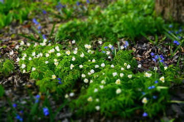 White small first spring flowers