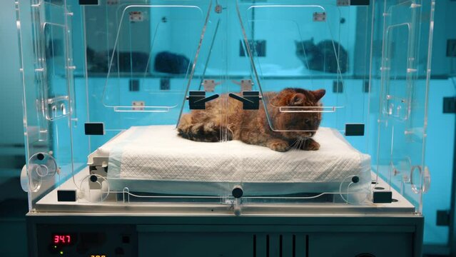 A brown cat sitting in an glass oxygen chamber in a veterinary clinic. The cat in the box looks calm and relaxed. The cat moves its head slightly to the left