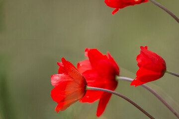 Obraz premium A poppy anemone flower with purple color and blurred green and orange background. Selective focus. 