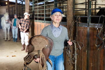 Senior woman horse breeder carrying leather saddle and tack in horse barn.